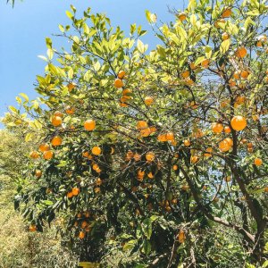 tangerine dub by the farmer (Digital) 1